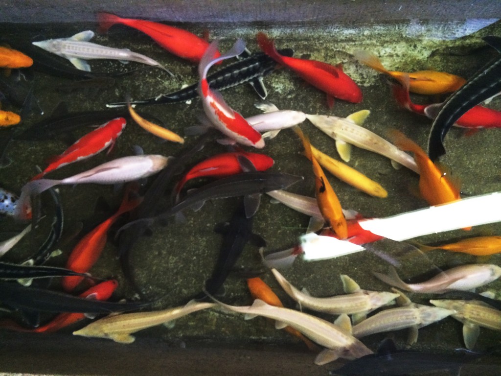 poissons-01082014